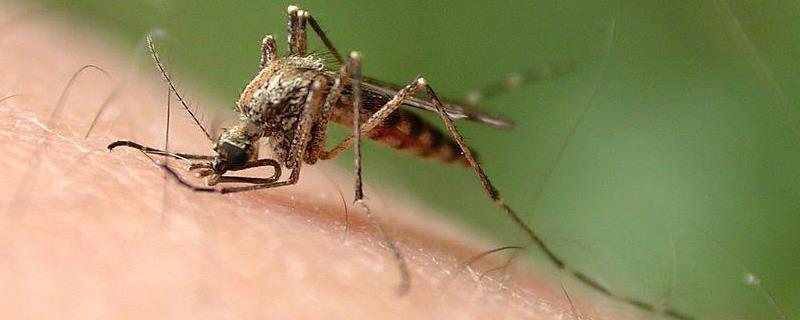 蚊子是怎么产生的，蚊子为什么要吸血