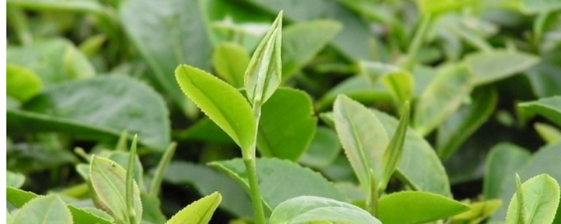 茶叶的采摘技术，茶树不同阶段的采摘