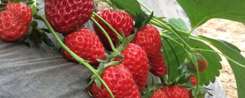 草莓怎么快速催熟，有四种方法