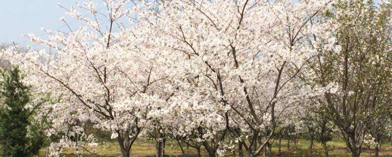樱花树和樱桃树的区别，樱花树与樱桃树的关系是什么