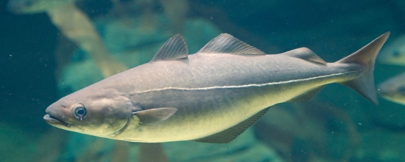 水鳕鱼和银鳕鱼的区别，鳕鱼的产地和种类