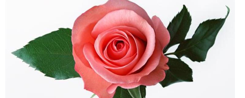 玫瑰花的繁殖方法，分别介绍分株、压条和扦插繁殖