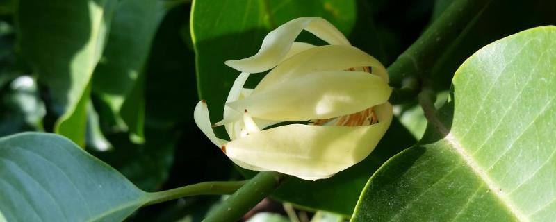 白兰花的栽培技术，白兰花的生态习性