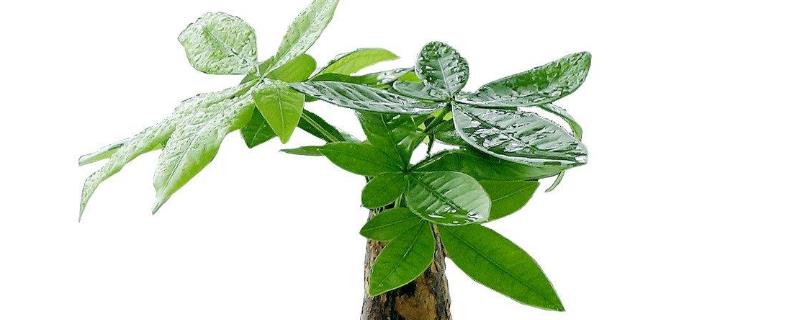 发财树种植和养护管理技术，发财树的生物学特性