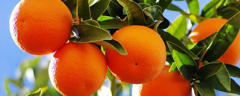 桔子和橘子有什么区别？橘子吃多了会怎样