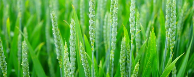 小麦出苗后可用哪些除草剂？怎么使用