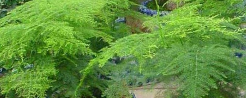 文竹的养殖方法，附文竹的养殖环境及繁殖方法