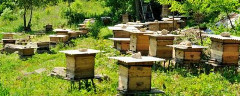 蜜蜂冬季养殖技术，附各种越冬措施