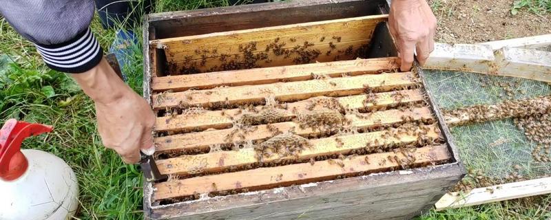 蜜蜂人工分蜂技术是什么？蜜蜂分蜂的原理和好处