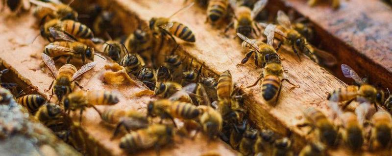 怎样协助蜜蜂对抗天敌呢？蜜蜂的主要天敌有哪些