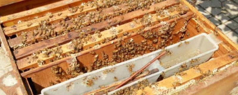 蜜蜂黑蜂病防治方法是什么？蜜蜂黑蜂病的症状 
