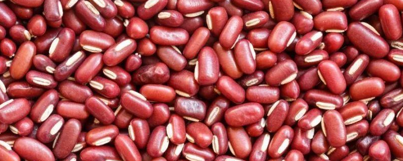 赤小豆和红豆的区别，详细介绍