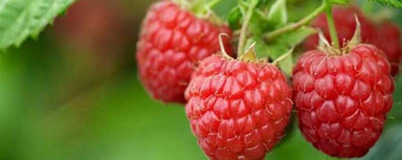 覆盆子和树莓的区别，覆盆子的生长习性和营养价值