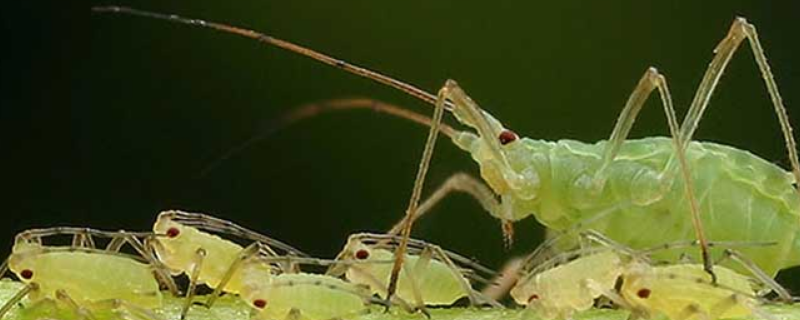 蚜虫有哪些天敌？有什么特点
