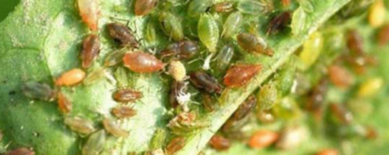 菜蚜的防治方法，附菜蚜发生的规律