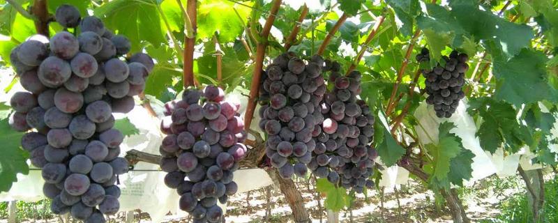 葡萄的品种有哪些？葡萄原产地