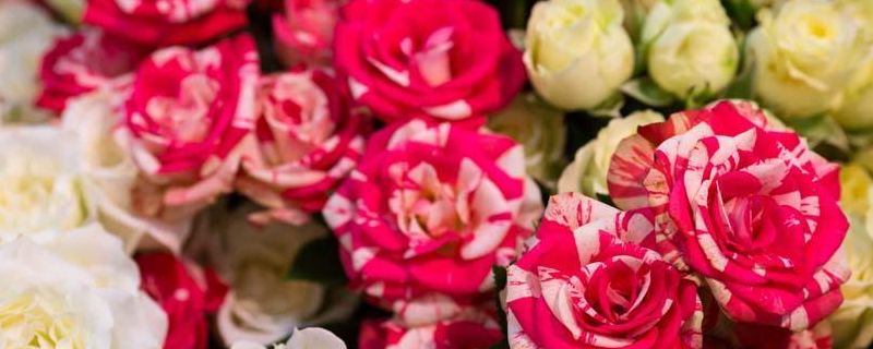 玫瑰花种子种植方法，详细介绍