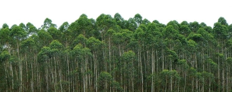 桉树种植技术，桉树种植环境要求