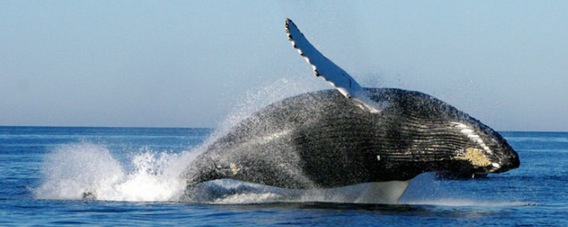 鲸鱼的祖先是什么动物？最早出现的鲸鱼是什么