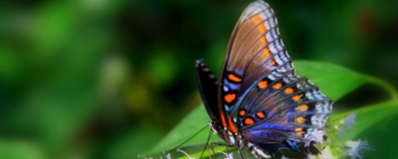 蝴蝶和蛾子的区别，附蝴蝶和蛾子的相同点