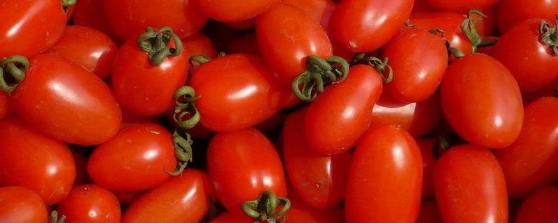 圣女果和西红柿的区别，吃圣女果有什么好处
