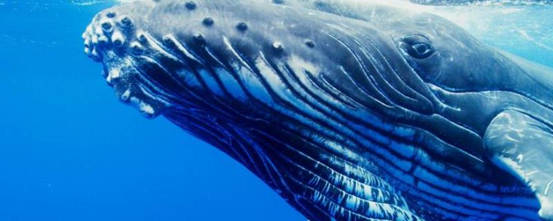 座头鲸的资料有哪些？附座头鲸的地理分布