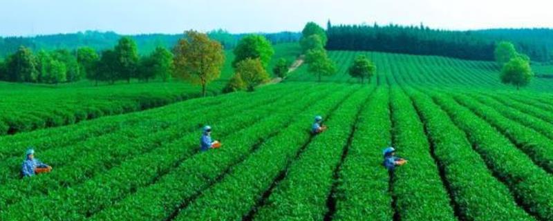 矮化密植茶园的种植管理技术，怎样科学施肥