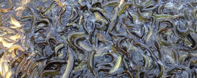 泥鳅的养殖前景，泥鳅的养殖优势