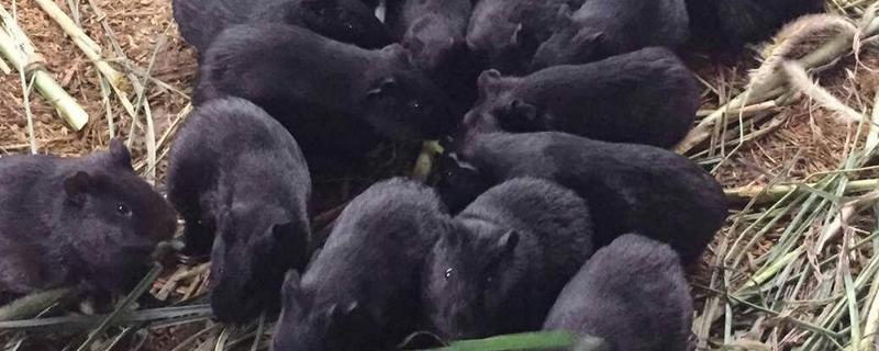 中华黑豚养殖技术，黑豚的疾病防治
