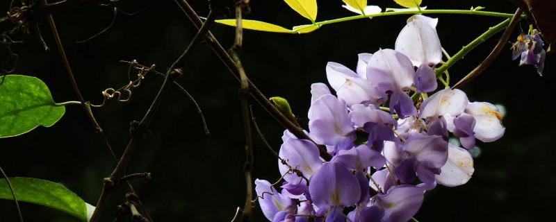 紫藤花什么时候开花？花语是什么