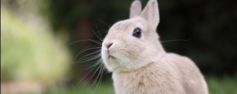 兔子拉稀怎么办？附兔子拉稀的原因和症状