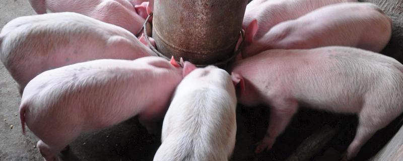 科学养猪技术，饲料配制原则