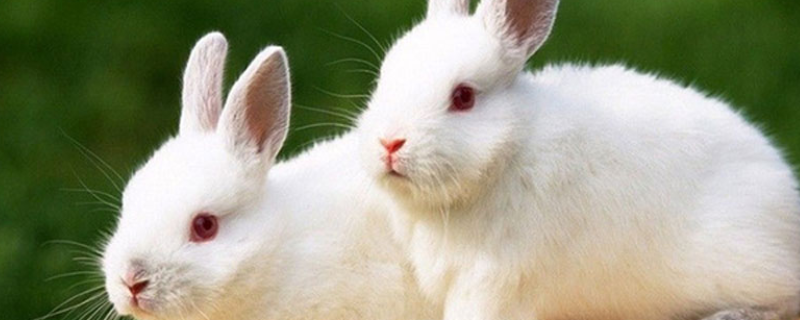 宠物兔养殖有哪些注意事项？兔子体质弱需特别注意养护