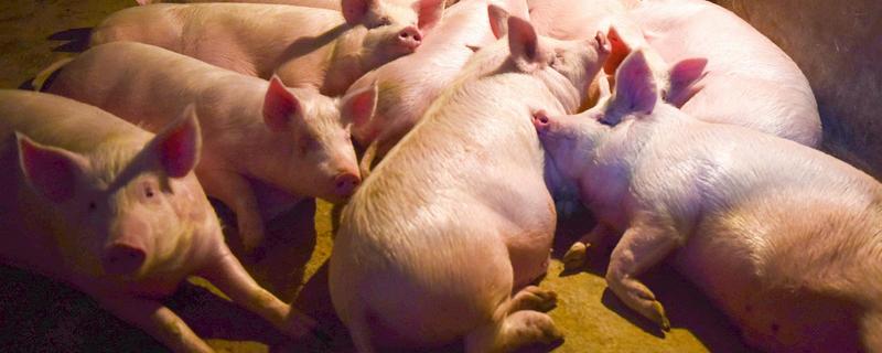 家庭养猪如何做到日长二斤，高能生物制剂添加喂猪技术