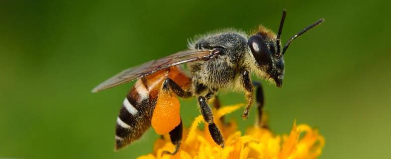中蜂和意蜂的区别，中蜂适应能力强