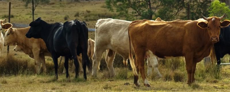 牛的种类有哪些？详细介绍黄牛和水牛