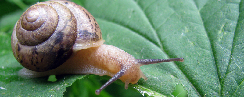 蜗牛的种类有哪些？都有什么特点