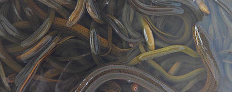 秋冬季黄鳝的诱捕方法，注意收鳗鱼时不要一次揭去稻草