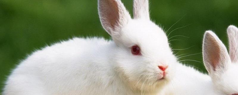 夏季兔子养殖管理技术，附兔子疾病防治方法