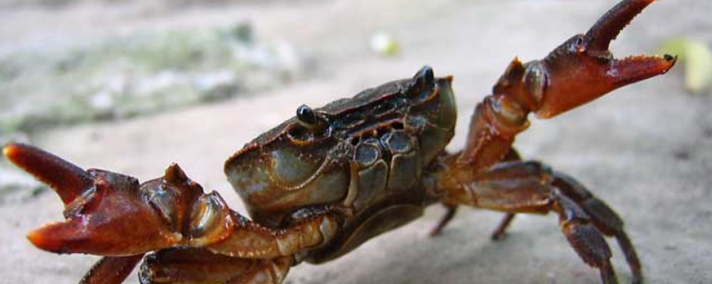 正常螃蟹有几条腿？螃蟹吃什么食物
