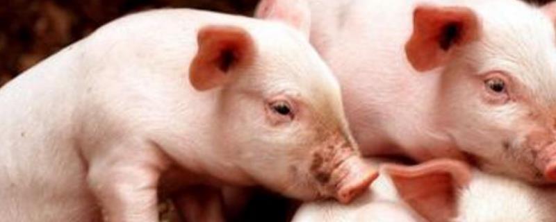 皮特兰猪养殖技术，附皮特兰猪的应激注意事项