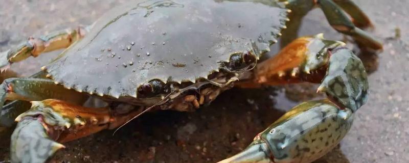 青蟹高效人工养殖技术，附捕获螃蟹的方法