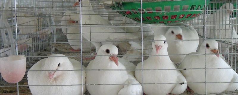 肉鸽养殖前景怎么养？应该注意哪些问题