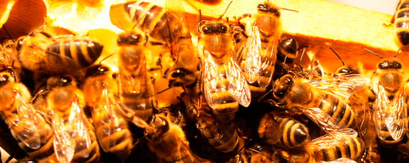蜜蜂快速繁殖技术，主要有四方面