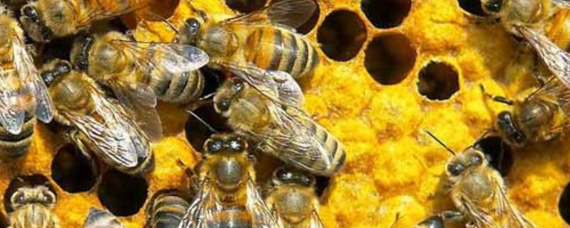 蜜蜂烂子病用什么药？附蜜蜂烂子病的发生症状和物理治疗