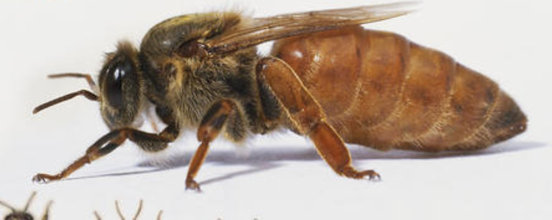 养蜜蜂蜂王不走的技术，附蜂王逃跑的原因及移虫育蜂王的方法