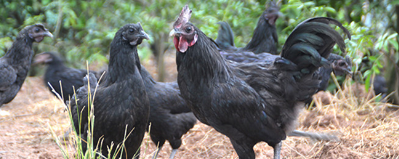 五黑鸡养殖技术，附五黑鸡有养殖的好处