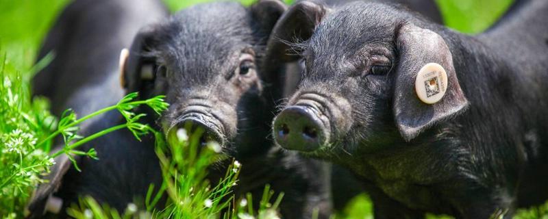 黑猪养殖技术，黑猪饲养管理