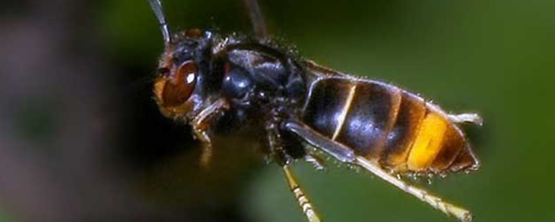 养胡蜂真能赚钱吗？附蜂群的蜂种和高效养殖技术