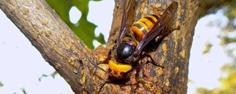 马蜂在家筑巢是凶是福？附被马蜂蛰了怎么办和蜂窝该怎么灭